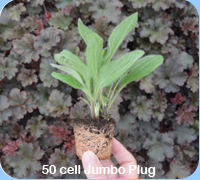 50 Cell Jumbo Plug - Rudbeckia Cappuccino